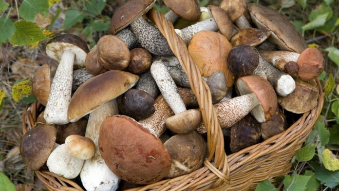 Funghi