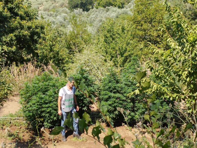 Aereo Gdf scopre piantagione di cannabis, scatta sequestro
