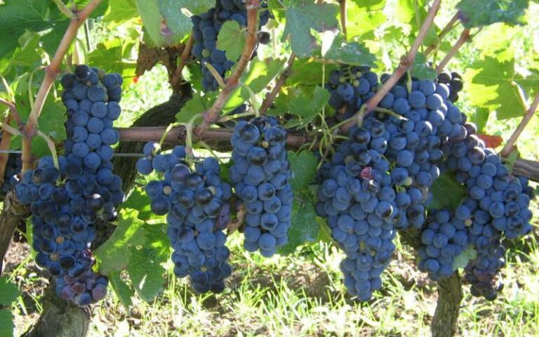 Venticinquemila quintali di uva da Aglianico invenduti, è crisi